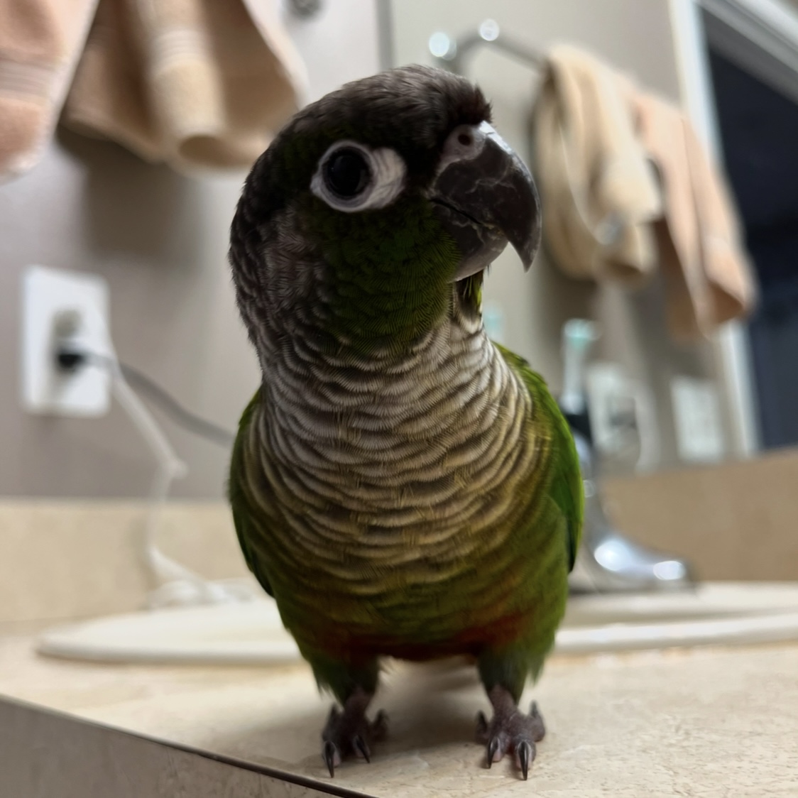 Kiwi